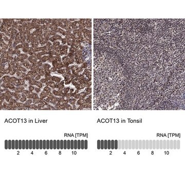 Anti-ACOT13 antibody produced in rabbit Prestige Antibodies&#174; Powered by Atlas Antibodies, affinity isolated antibody, buffered aqueous glycerol solution