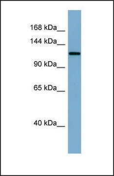 Anti-KL antibody produced in rabbit affinity isolated antibody