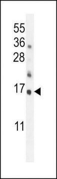 ANTI-HRK BH3 DOMAIN antibody produced in rabbit IgG fraction of antiserum, buffered aqueous solution