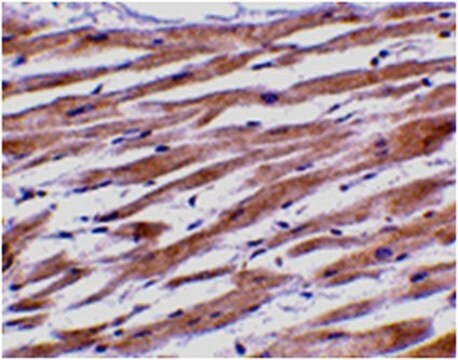 Anti-UNG1 Antibody from rabbit, purified by affinity chromatography