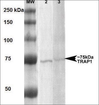 Monoclonal Anti-Trap1 - Atto 488 antibody produced in mouse clone 3H4-2H6, purified immunoglobulin