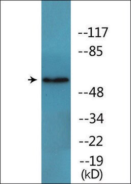 Anti-phospho-FRS2 (pTyr436) antibody produced in rabbit affinity isolated antibody