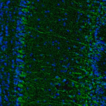 Anti-C17orf75 antibody produced in rabbit Prestige Antibodies&#174; Powered by Atlas Antibodies, affinity isolated antibody, buffered aqueous glycerol solution