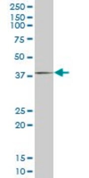 Monoclonal Anti-FHL1 antibody produced in mouse clone 2F7, purified immunoglobulin, buffered aqueous solution