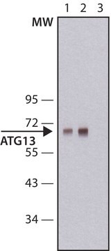 Anti-Atg13 antibody, Mouse monoclonal clone ATG13-8, purified from hybridoma cell culture