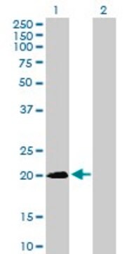 Anti-SNX24 antibody produced in mouse purified immunoglobulin, buffered aqueous solution