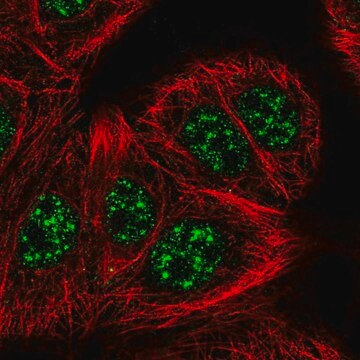 Anti-SLC2A4RG antibody produced in rabbit Prestige Antibodies&#174; Powered by Atlas Antibodies, affinity isolated antibody