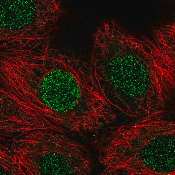 Anti-CBFA2T3 antibody produced in rabbit Prestige Antibodies&#174; Powered by Atlas Antibodies, affinity isolated antibody