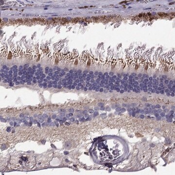 Anti-LRIT3 antibody produced in rabbit Prestige Antibodies&#174; Powered by Atlas Antibodies, affinity isolated antibody, buffered aqueous glycerol solution