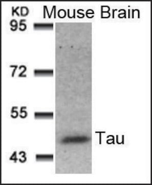 Anti-MAPT (Ab-181) antibody produced in rabbit affinity isolated antibody