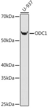 Anti-ODC1 Antibody, clone 5R7V10, Rabbit Monoclonal