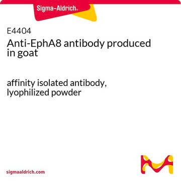 Anti-EphA8 antibody produced in goat affinity isolated antibody, lyophilized powder