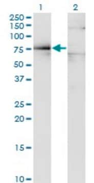 Monoclonal Anti-DMD antibody produced in mouse clone 3A11, purified immunoglobulin, buffered aqueous solution