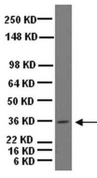 Anti-Musashi-1 Antibody Chemicon&#174;, from rabbit