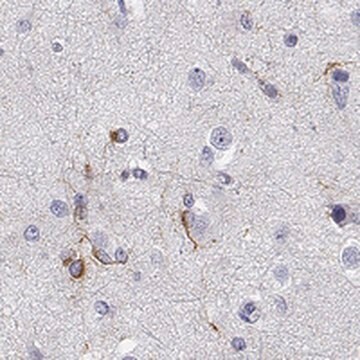 Anti-MAP6D1 antibody produced in rabbit Prestige Antibodies&#174; Powered by Atlas Antibodies, affinity isolated antibody, buffered aqueous glycerol solution