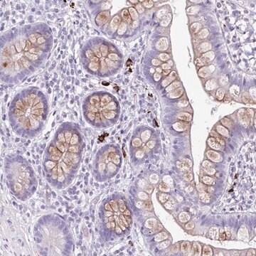 Anti-C12orf71 antibody produced in rabbit Prestige Antibodies&#174; Powered by Atlas Antibodies, affinity isolated antibody, buffered aqueous glycerol solution