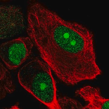 Anti-RBBP5 antibody produced in rabbit Prestige Antibodies&#174; Powered by Atlas Antibodies, affinity isolated antibody