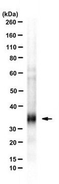 Anti-KSHV gpK8.1A Antibody, clone 4A4