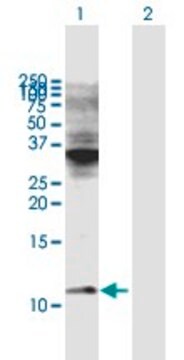 Anti-COX6C antibody produced in mouse purified immunoglobulin, buffered aqueous solution