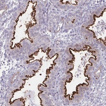 Anti-OR7A5 antibody produced in rabbit Prestige Antibodies&#174; Powered by Atlas Antibodies, affinity isolated antibody, buffered aqueous glycerol solution