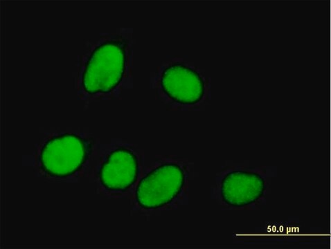 Anti-P15RS antibody produced in mouse purified immunoglobulin, buffered aqueous solution