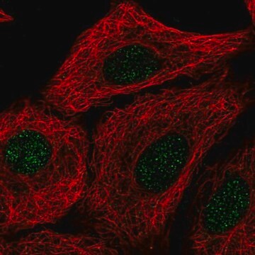 Anti-TMEM92 antibody produced in rabbit Prestige Antibodies&#174; Powered by Atlas Antibodies, affinity isolated antibody