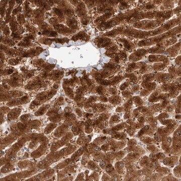 Anti-ACTL9 antibody produced in rabbit Prestige Antibodies&#174; Powered by Atlas Antibodies, affinity isolated antibody, buffered aqueous glycerol solution, Ab2