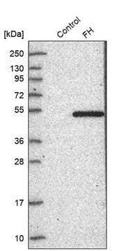 Anti-FH antibody produced in rabbit Prestige Antibodies&#174; Powered by Atlas Antibodies, affinity isolated antibody, buffered aqueous glycerol solution, ab2