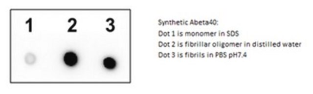 Anti-Amyloid beta fibrils, clone M98, Rabbit Monoclonal Antibody clone M98, from rabbit