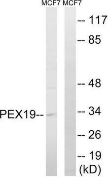 Anti-PEX19 antibody produced in rabbit affinity isolated antibody