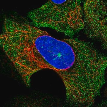 Anti-SOCS3 antibody produced in rabbit Prestige Antibodies&#174; Powered by Atlas Antibodies, affinity isolated antibody