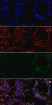 Monoclonal Anti-Hexanoyl-Lysine adduct-Atto 390 antibody produced in mouse clone 5D9