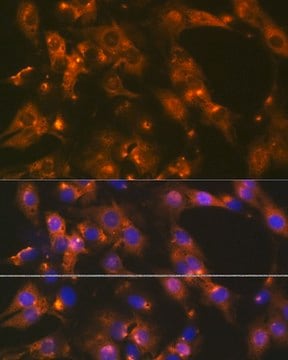 Anti-AP2A1 antibody produced in rabbit