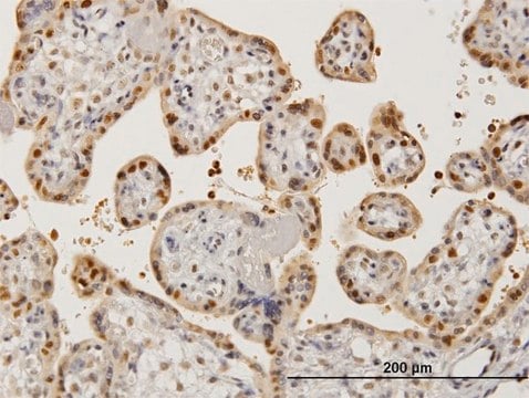 Monoclonal Anti-AATF antibody produced in mouse clone 3C7, purified immunoglobulin, buffered aqueous solution