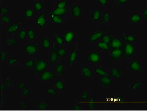 Monoclonal Anti-TOE1 antibody produced in mouse clone 1D4, purified immunoglobulin, buffered aqueous solution