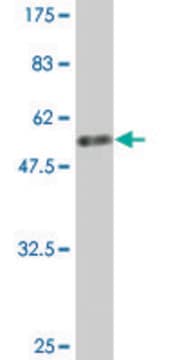 Monoclonal Anti-MIS12 antibody produced in mouse clone 1G3, purified immunoglobulin, buffered aqueous solution