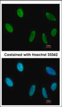 Monoclonal Anti-SAFB antibody produced in mouse