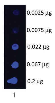 Anti-Swine IgG (H+L)-Fluorescein antibody produced in goat affinity isolated antibody, lyophilized powder