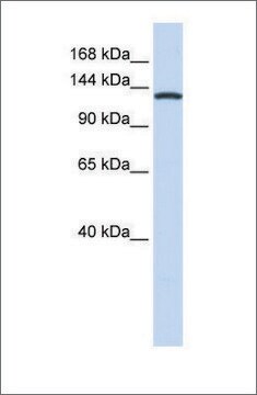 Anti-VARS (ab2) antibody produced in rabbit affinity isolated antibody