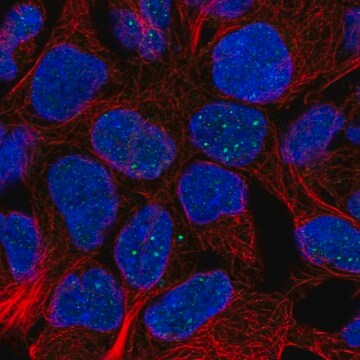 Anti-FAM69B antibody produced in rabbit Prestige Antibodies&#174; Powered by Atlas Antibodies, affinity isolated antibody