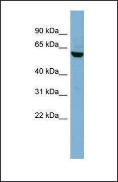 Anti-PVRL3, (N-terminal) antibody produced in rabbit affinity isolated antibody