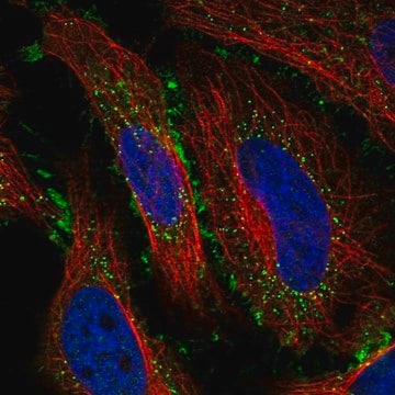 Anti-SAPCD1 antibody produced in rabbit Prestige Antibodies&#174; Powered by Atlas Antibodies, affinity isolated antibody