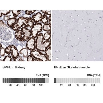 Anti-BPHL antibody produced in rabbit Prestige Antibodies&#174; Powered by Atlas Antibodies, affinity isolated antibody, buffered aqueous glycerol solution