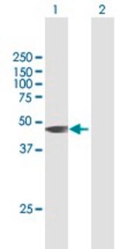 Anti-HIF3A antibody produced in mouse purified immunoglobulin, buffered aqueous solution