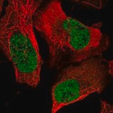 Anti-FOSL1 antibody produced in rabbit Prestige Antibodies&#174; Powered by Atlas Antibodies, affinity isolated antibody, buffered aqueous glycerol solution