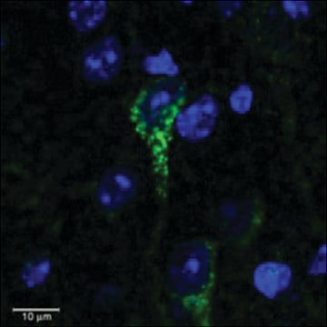 Anti-CRHR1/CRF-R (AA 107-117) antibody produced in goat affinity isolated antibody, buffered aqueous solution