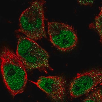 Anti-GDNF antibody produced in rabbit Prestige Antibodies&#174; Powered by Atlas Antibodies, affinity isolated antibody