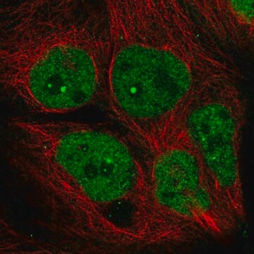 Anti-AFF4 antibody produced in rabbit Prestige Antibodies&#174; Powered by Atlas Antibodies, affinity isolated antibody