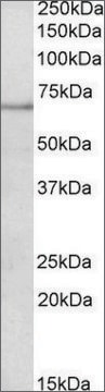 Anti-PAPD5 antibody produced in goat affinity isolated antibody, buffered aqueous solution