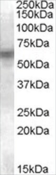 Anti-LYN antibody produced in goat affinity isolated antibody, buffered aqueous solution